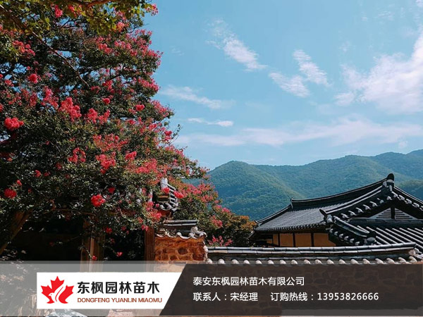 美國(guó)紫薇