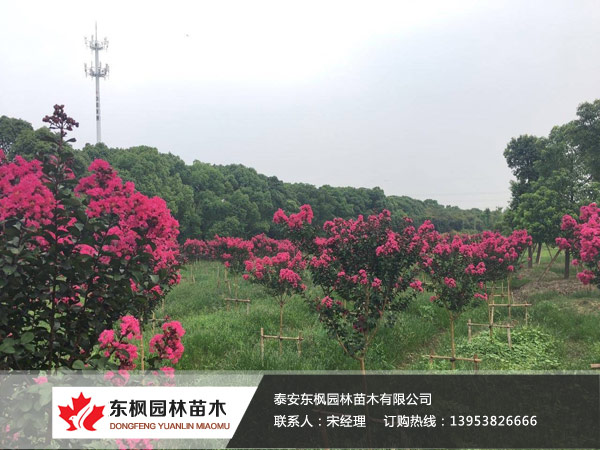 美國(guó)紫薇