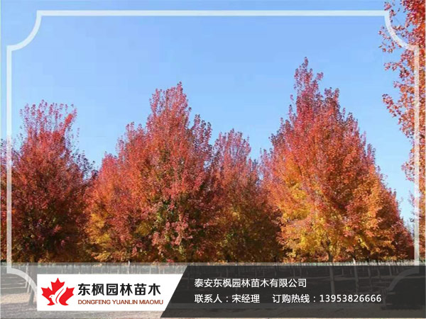紅點(diǎn)紅楓