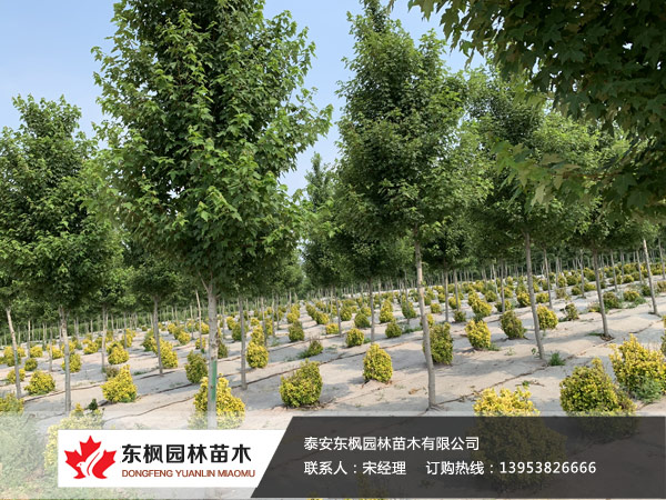 紅點(diǎn)紅楓
