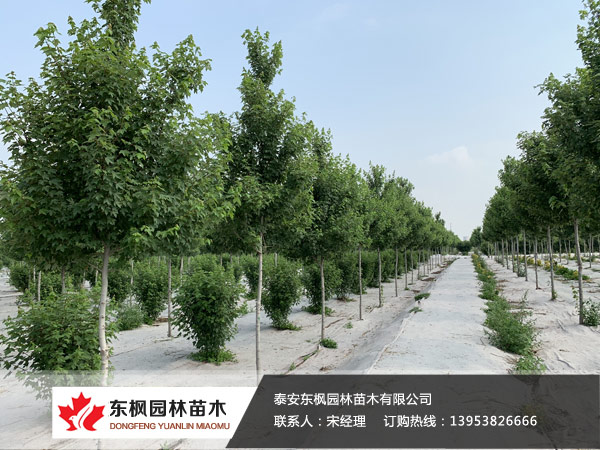 紅點(diǎn)紅楓