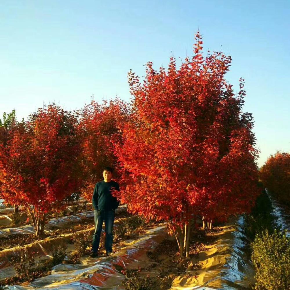 美國紅楓，在砥礪前行中預(yù)見未來