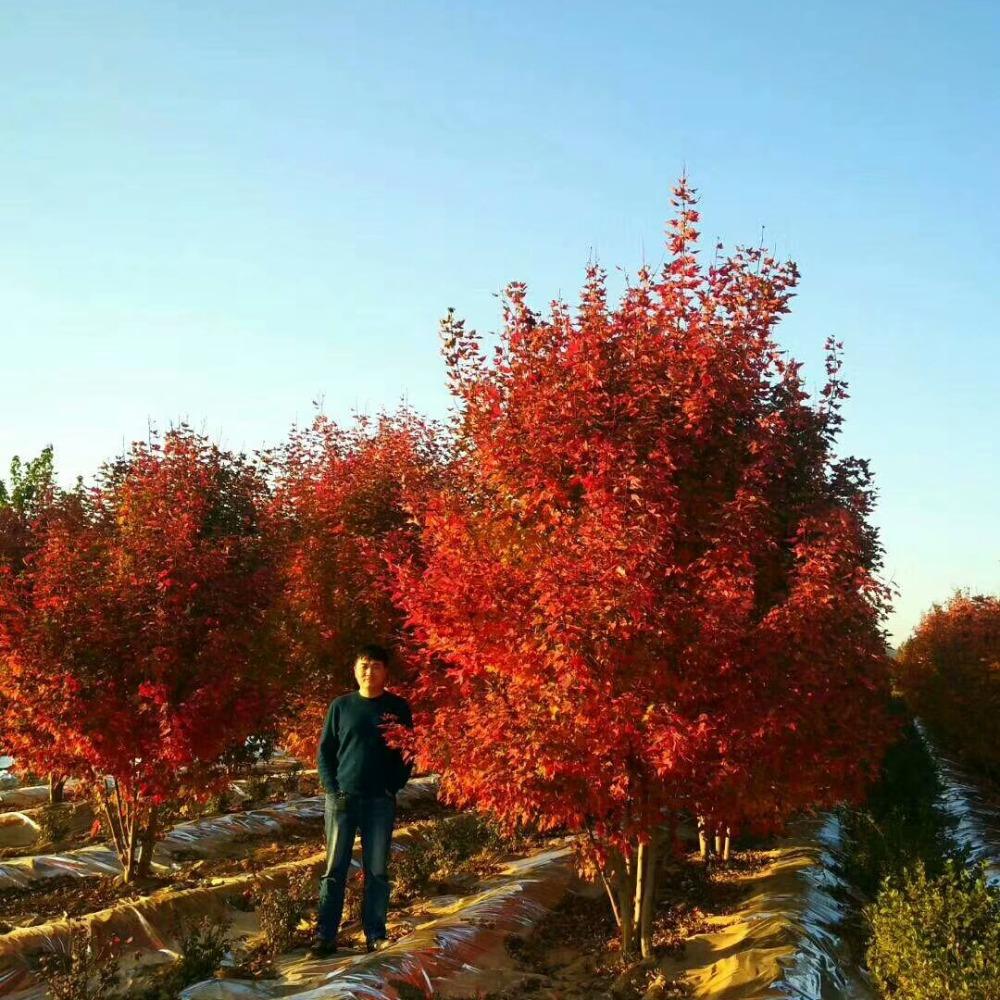 美國紅楓，在砥礪前行中預(yù)見未來